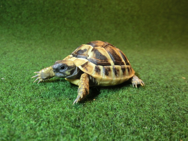 ヘルマンリクガメベビーEUCB個体 75番の画像