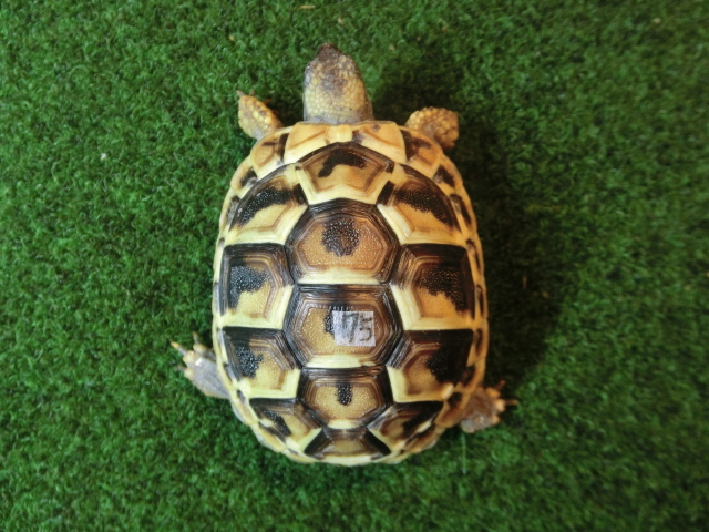 ヘルマンリクガメベビーEUCB個体 75番の画像