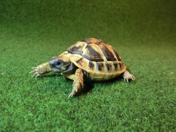 ヘルマンリクガメベビーEUCB個体 75番の画像
