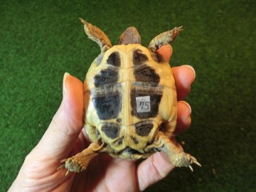 ヘルマンリクガメベビーEUCB個体 75番の画像