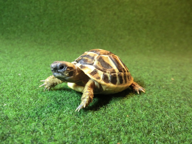 ヘルマンリクガメベビーEUCB個体 76番の画像