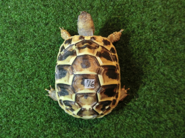 ヘルマンリクガメベビーEUCB個体 76番の画像