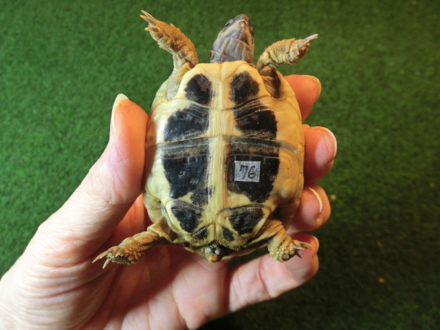 ヘルマンリクガメベビーEUCB個体 76番の画像