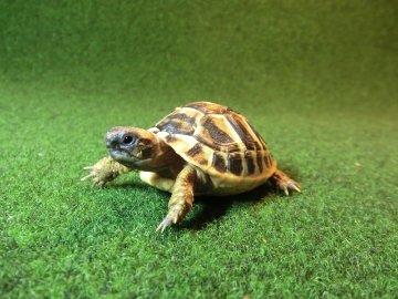 ヘルマンリクガメベビーEUCB個体 76番の画像
