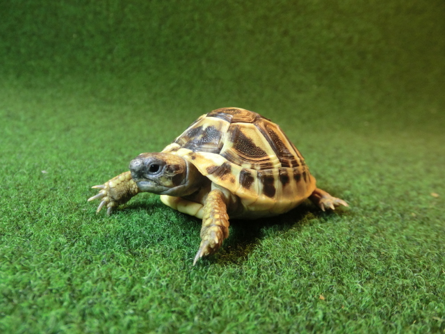 ヘルマンリクガメベビーEUCB個体 78番の画像