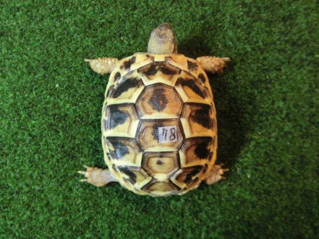 ヘルマンリクガメベビーEUCB個体 78番の画像