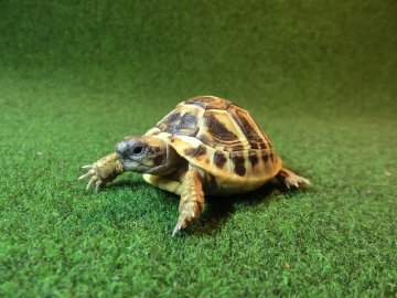 ヘルマンリクガメベビーEUCB個体 78番の画像