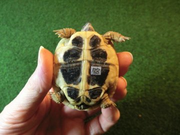 ヘルマンリクガメベビーEUCB個体 78番の画像