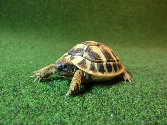 ヘルマンリクガメベビーEUCB個体 79番の画像