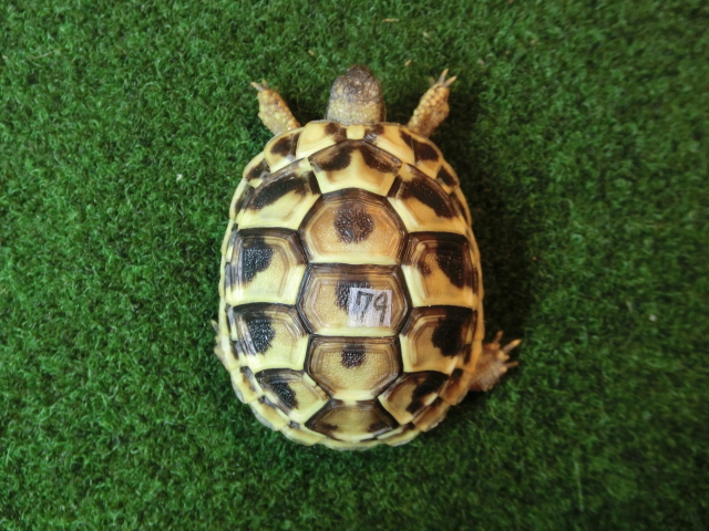 ヘルマンリクガメベビーEUCB個体 79番の画像
