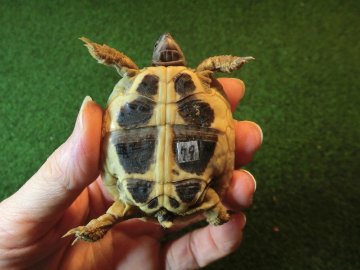 ヘルマンリクガメベビーEUCB個体 79番の画像