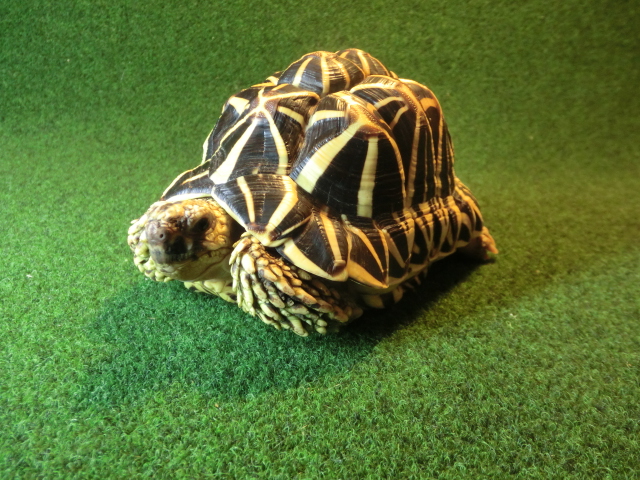 インドホシガメ アダルトオス パーフェクトライン マイクロチップ登録票付の画像