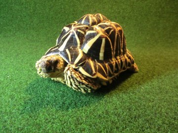 インドホシガメ アダルトオス パーフェクトライン マイクロチップ登録票付の画像