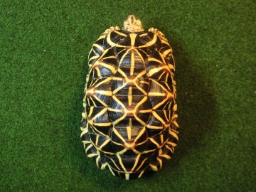 インドホシガメ アダルトオス パーフェクトライン マイクロチップ登録票付の画像