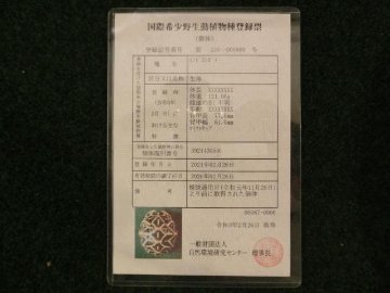 インドホシガメ アダルトオス パーフェクトライン マイクロチップ登録票付の画像