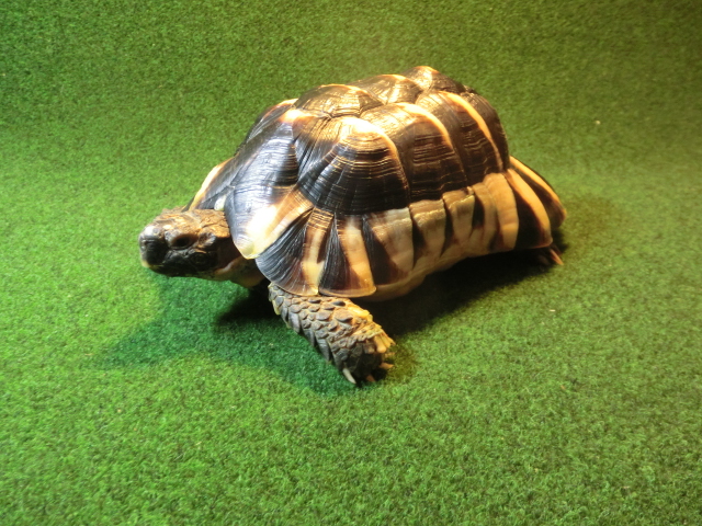 マルギナータリクガメ（フチゾリリクガメ）EUCB個体 アダルトオスの画像