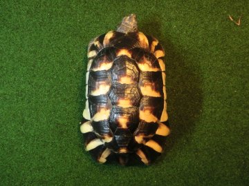 マルギナータリクガメ（フチゾリリクガメ）EUCB個体 アダルトオスの画像