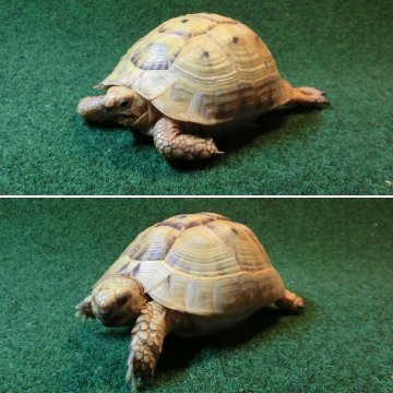 イエローアラブギリシャリクガメCB個体、サブアダルトペア66・67番の画像