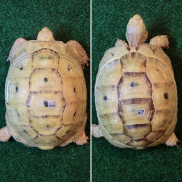 イエローアラブギリシャリクガメCB個体、サブアダルトペア66・67番の画像