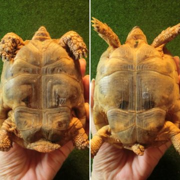 イエローアラブギリシャリクガメCB個体、サブアダルトペア66・67番の画像