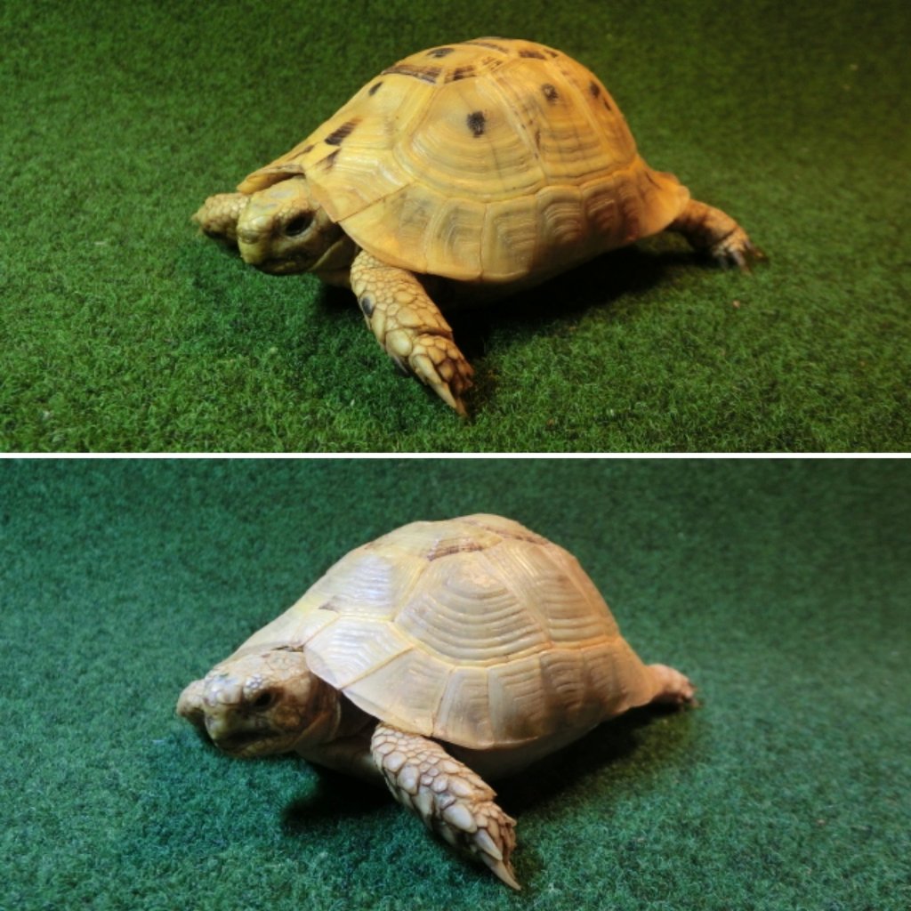 イエローアラブギリシャリクガメCB個体、サブアダルトペア68・69番の画像