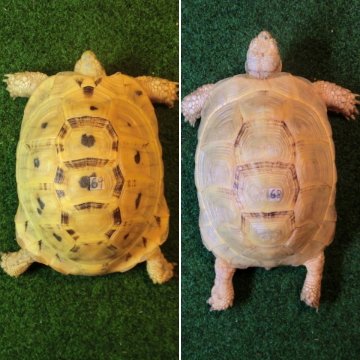イエローアラブギリシャリクガメCB個体、サブアダルトペア68・69番の画像