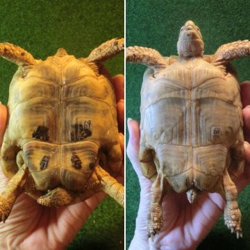 イエローアラブギリシャリクガメCB個体、サブアダルトペア68・69番の画像
