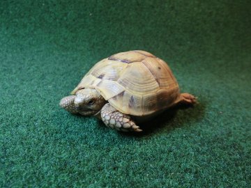 イエローアラブギリシャリクガメCB個体、恐らくメス70番の画像