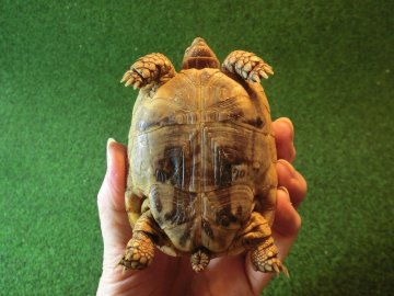 イエローアラブギリシャリクガメCB個体、恐らくメス70番の画像