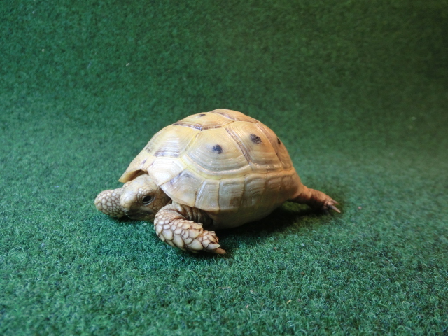 イエローアラブギリシャリクガメCB個体、SMサイズ73番の画像