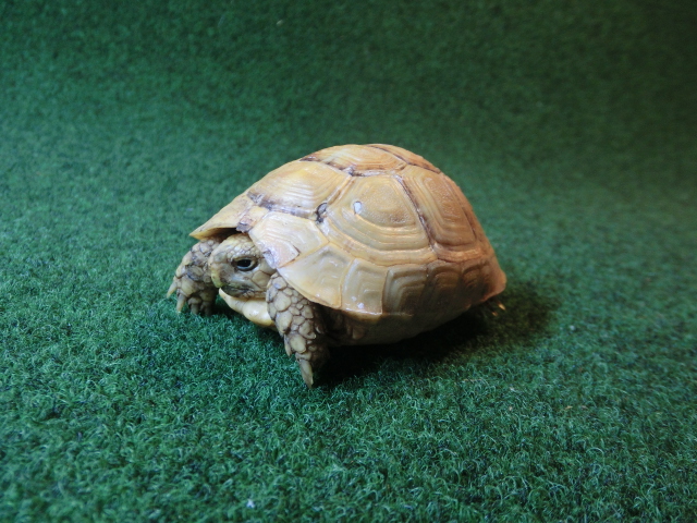 イエローアラブギリシャリクガメCB個体、SMサイズ77番の画像