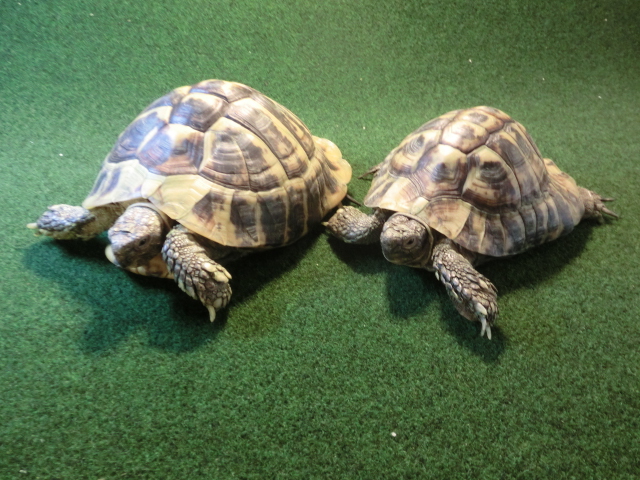 ヘルマンリクガメ フルアダルトペア 飼い込み個体の画像
