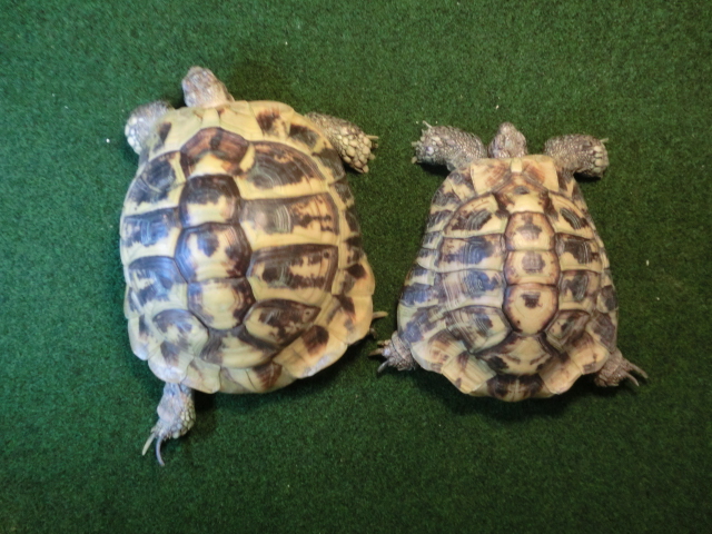ヘルマンリクガメ フルアダルトペア 飼い込み個体の画像