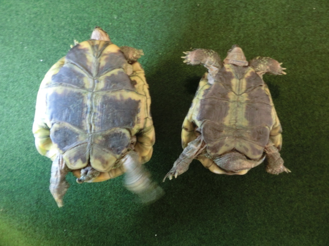 ヘルマンリクガメ フルアダルトペア 飼い込み個体の画像
