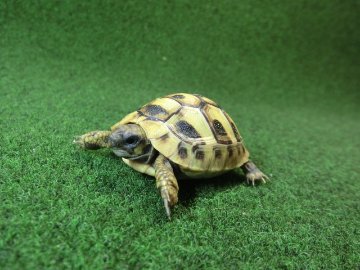 ヘルマンリクガメベビーEUCB個体イエロータイプ 80番の画像