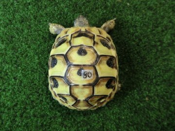 ヘルマンリクガメベビーEUCB個体イエロータイプ 80番の画像