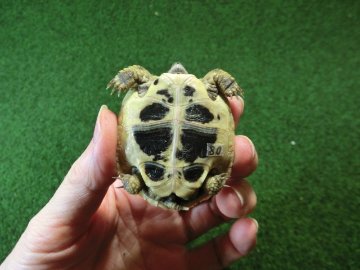 ヘルマンリクガメベビーEUCB個体イエロータイプ 80番の画像