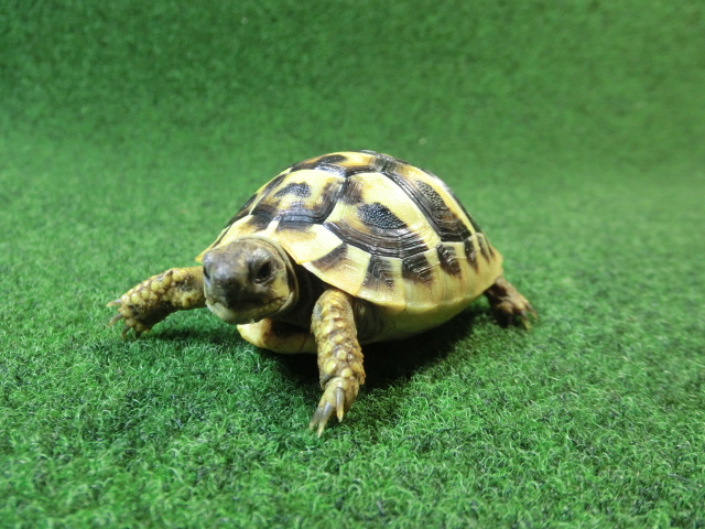 ヘルマンリクガメベビーEUCB個体イエロータイプ 81番の画像