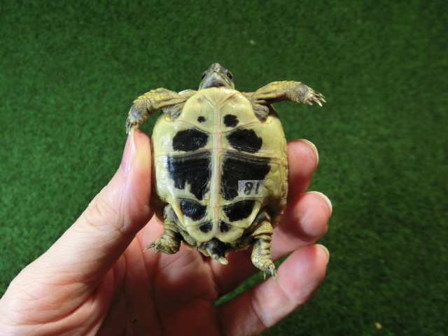 ヘルマンリクガメベビーEUCB個体イエロータイプ 81番の画像