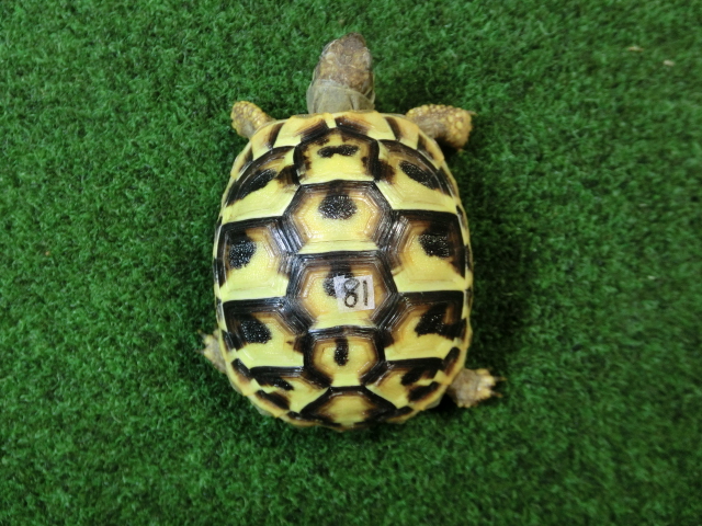 ヘルマンリクガメベビーEUCB個体イエロータイプ 81番の画像