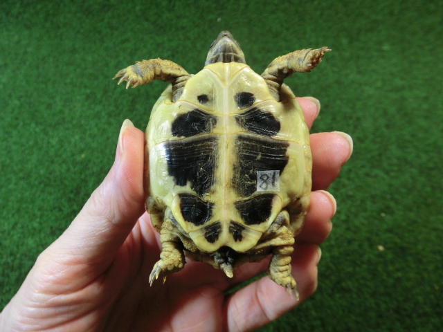 ヘルマンリクガメベビーEUCB個体イエロータイプ 81番の画像