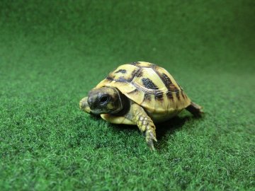 ヘルマンリクガメベビーEUCB個体イエロータイプ 81番の画像