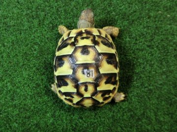 ヘルマンリクガメベビーEUCB個体イエロータイプ 81番の画像