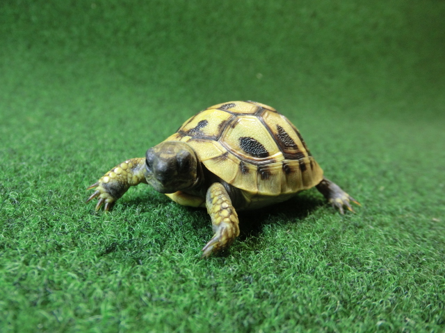 ヘルマンリクガメベビーEUCB個体イエロータイプ 82番の画像