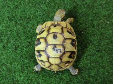 ヘルマンリクガメベビーEUCB個体イエロータイプ 82番の画像