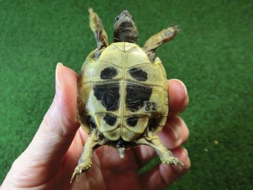 ヘルマンリクガメベビーEUCB個体イエロータイプ 82番の画像