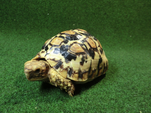 バブコックヒョウモンガメ 52番ホワイトタイプの画像