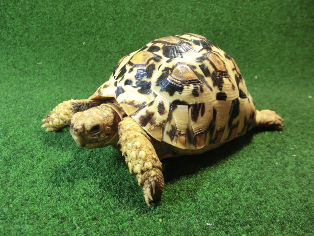 バブコックヒョウモンガメ 52番ホワイトタイプの画像