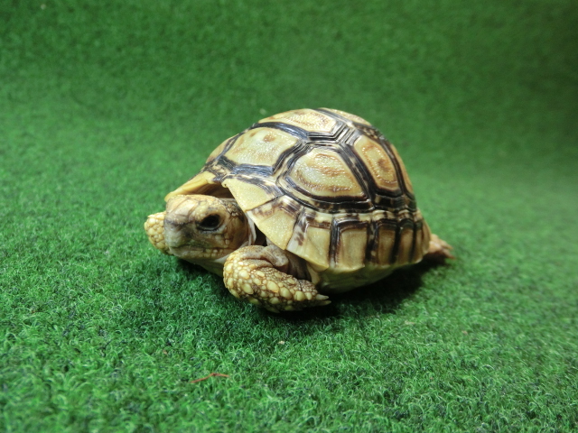 バブコックヒョウモンガメ 52番ホワイトタイプの画像