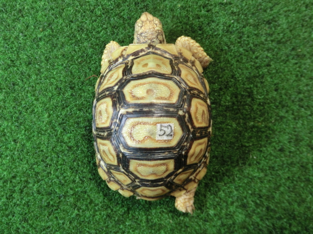 バブコックヒョウモンガメ 52番ホワイトタイプの画像